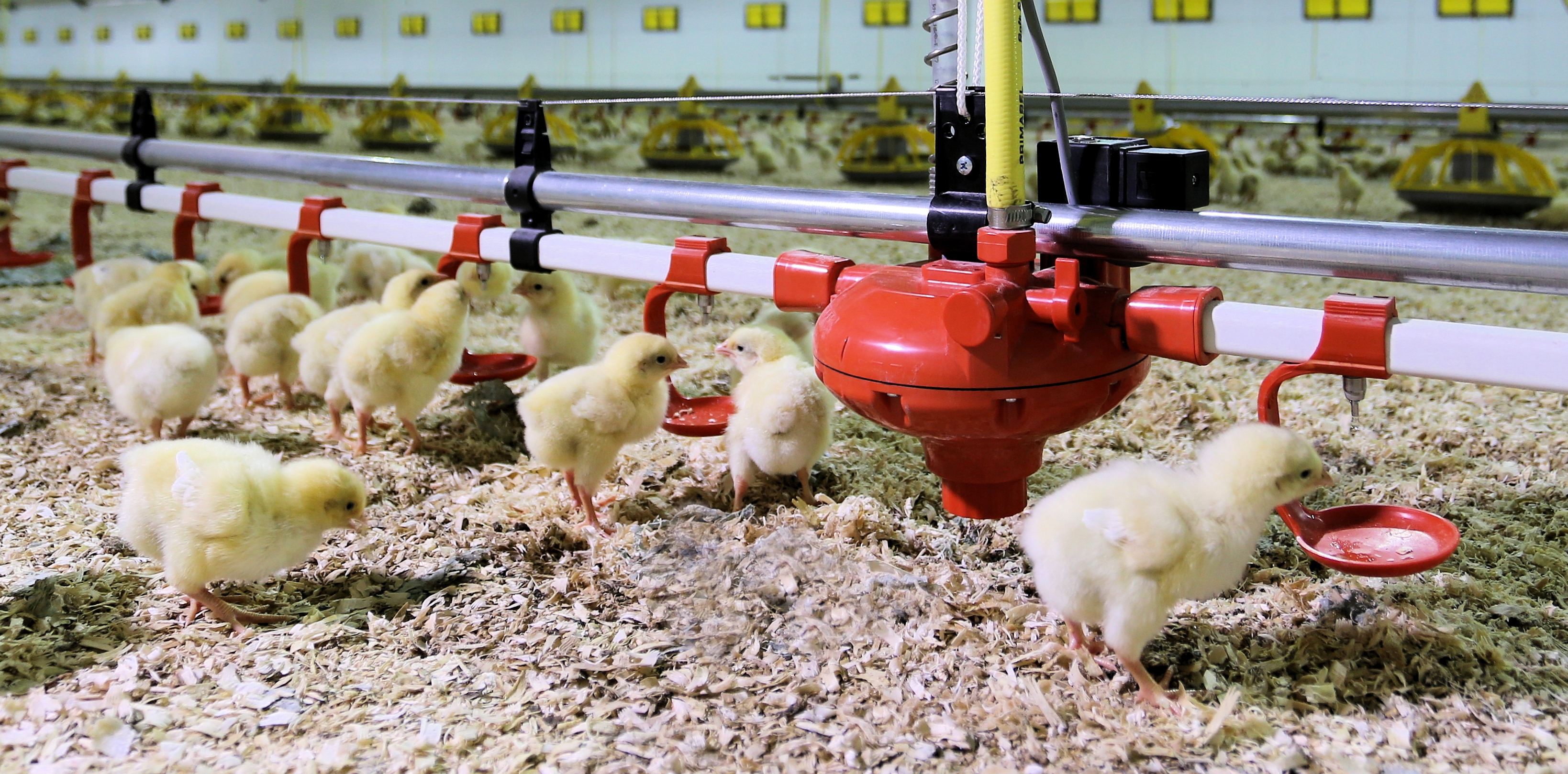 Dutch Poultry Centre